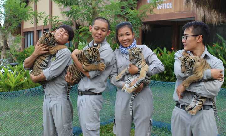 4 “F1” hổ quý Bengal chào đời tại Vinpearl Safari