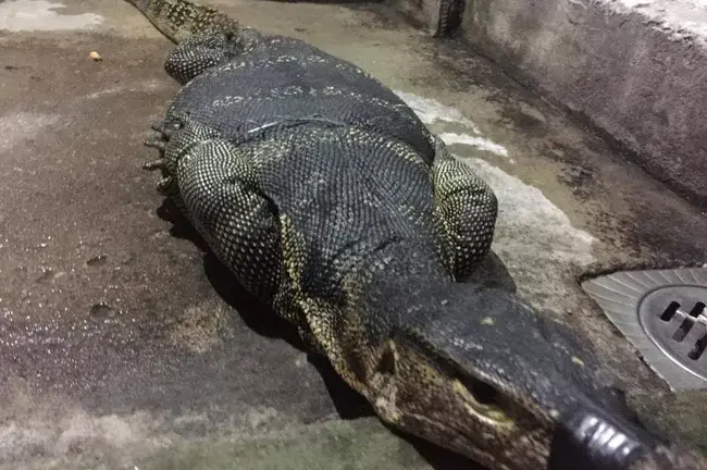 Bắt được kỳ đà đang mang bầu nặng 15kg, dài 1,5m tại TP.HCM