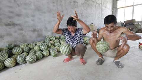 Tận mắt xem dưa hấu Trung Quốc nảy tưng tưng như bóng cao su