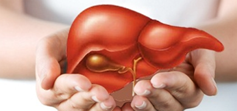 Dược liệu dễ tìm giúp giải độc, mát gan ai cũng nên biết