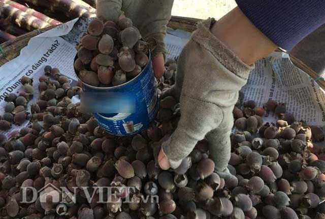 Dân thành thị phát sốt với trái sim rừng