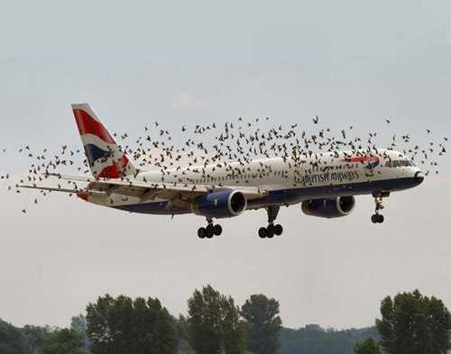 Xin cấp hơn 1.000 tỷ đồng để... đuổi chim ở sân bay Nội Bài, Tân Sơn Nhất