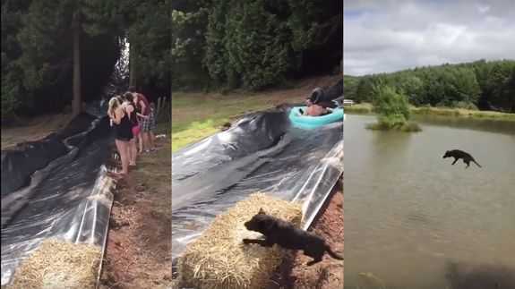 Hớt hải băng qua máng trượt, chú chó bị đạp bay xuống hồ nước