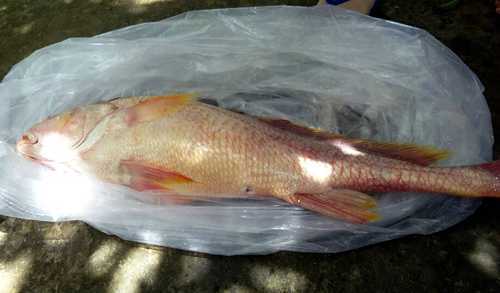 Câu được cá sủ vàng quý hiếm trên sông Tiền, giá hơn trăm triệu đồng