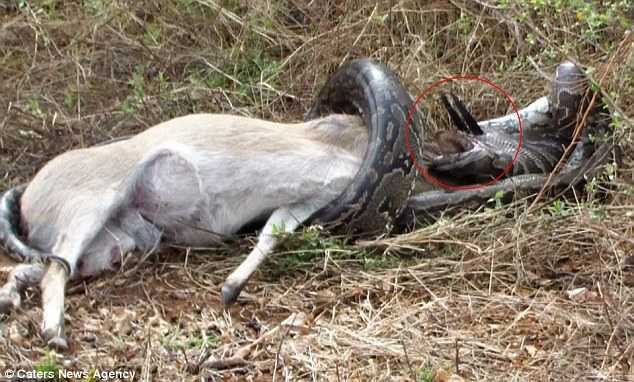 Cố nuốt linh dương, trăn 'khủng' bị cặp sừng sắc nhọn đâm thủng họng