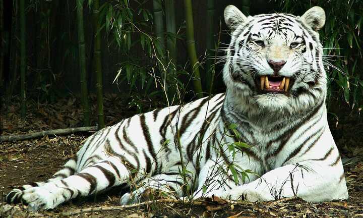 Kỳ bí chuyện cọp trắng khổng lồ tốt bụng khiến cả làng thờ phụng ở Phú Yên