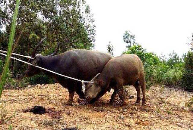 Thợ săn mật phục, tóm gọn trâu điên tấn công người ở Quảng Trị