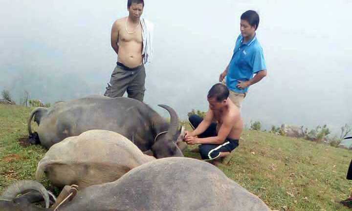 Đàn trâu 5 con hộc máu mồm chết la liệt trên đồi