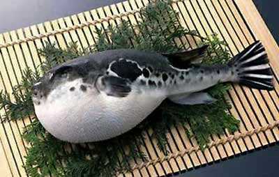 Những sai lầm khi ăn cá nóc có thể dẫn đến mất mạng