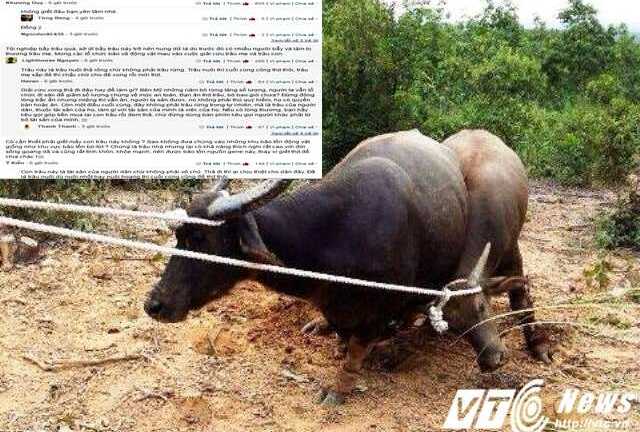 'Trâu điên' tấn công người ở Quảng Trị: Có cần thiết phải giết mấy con trâu?