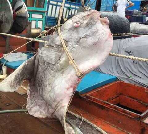 Tiết lộ về loài cá mặt trăng 'khủng' vừa bắt được ở Nghệ An