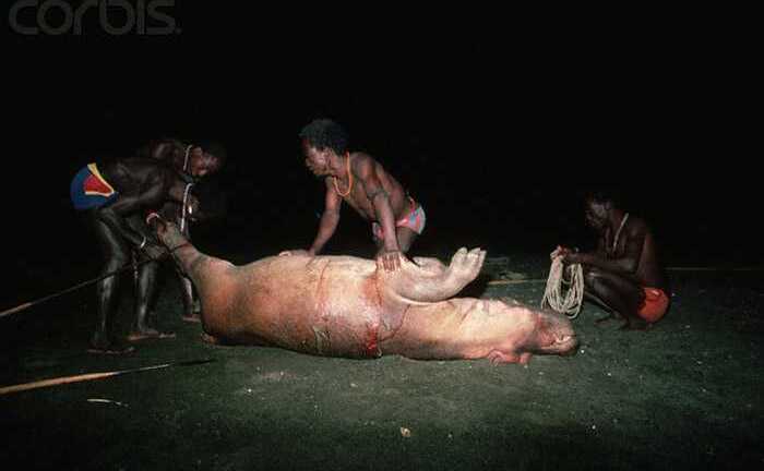 Bộ tộc ít người, như thời nguyên thủy, săn lùng hà mã và cá sấu để ăn thịt