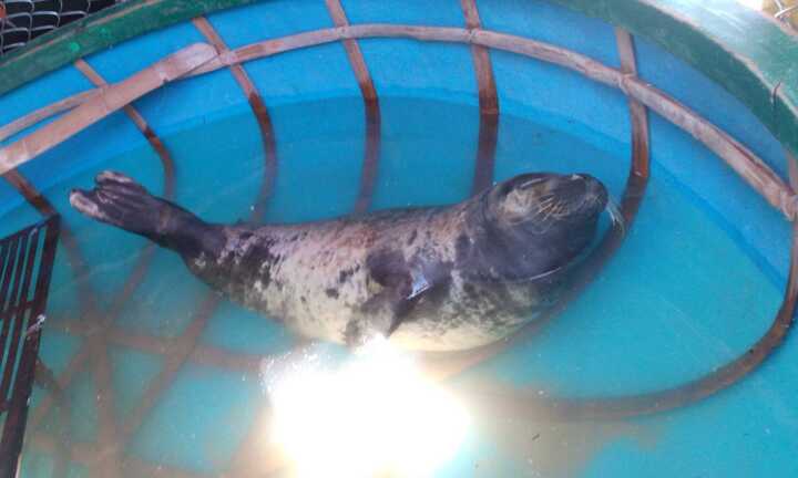 Dân Quảng Nam đổ xô đi xem hải cẩu quý hiếm bị mắc lưới