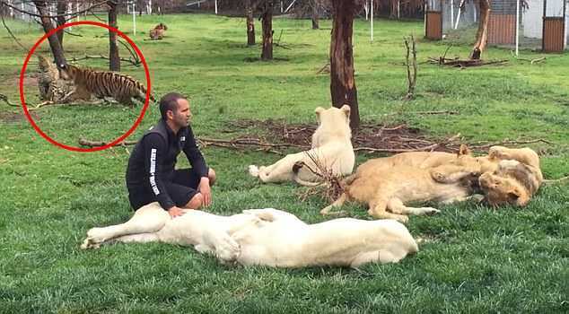 Rình rập định vồ người, báo đốm bị 'chúa sơn lâm' hạ gục trong tích tắc