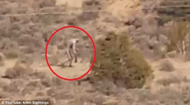 Clip sinh vật bí ẩn giống quỷ hút máu dê chupacabra lừng lững đi trên sa mạc