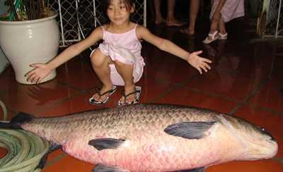 Chuyên gia săn cá khủng Hồ Tây và chuyện bắt trắm đen 2,5 tạ ở Việt Trì