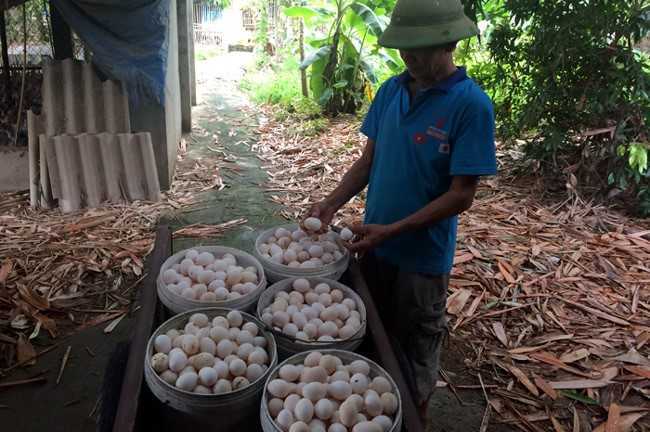 Tin 23/8: Doanh nghiệp Việt thừa nhận cà phê trộn đậu nành, trứng gà ta 'xịn' chưa chắc đã 'xịn'