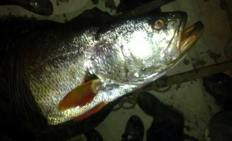 Chuyện người tung hai mẻ lưới bắt 1,5 tấn ‘cá vàng ròng’