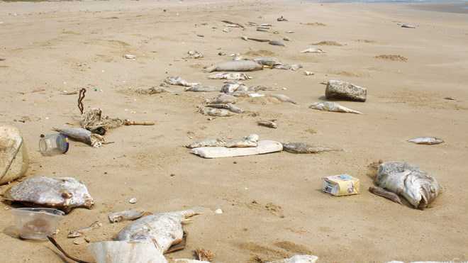 Cuối tháng 8 Formosa sẽ hoàn tất chuyển 500 triệu USD bồi thường