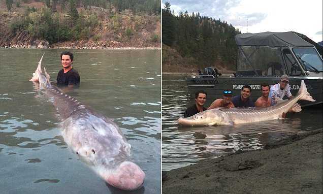 Ngư dân vật lộn bắt 'thủy quái' mõm lợn dài hơn 3m, nặng gần 300kg