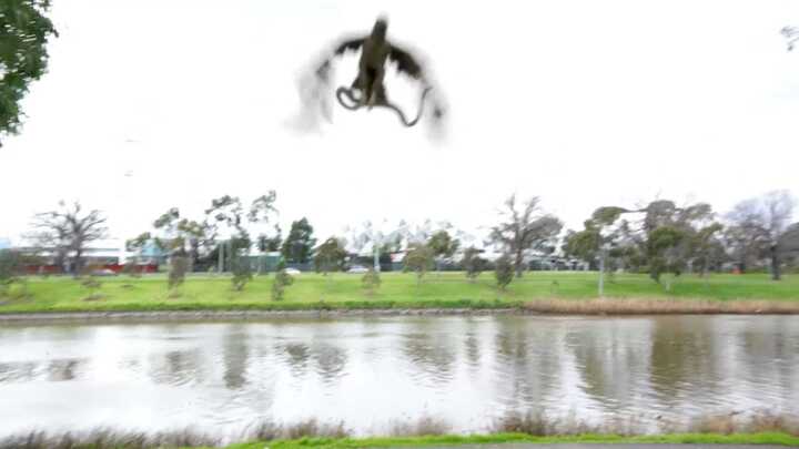 Hoảng hồn rắn từ trên trời rơi xuống làm náo loạn bữa tiệc gia đình