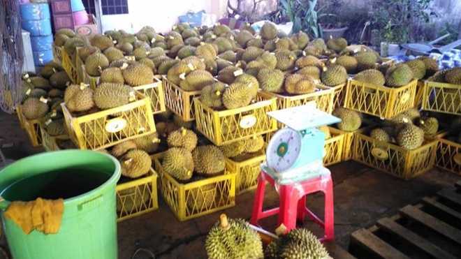 Khiếp đảm công nghệ ủ sầu riêng với... phân bón