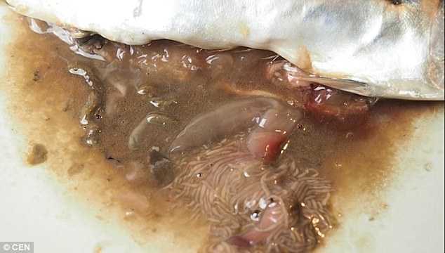 Kinh hãi phát hiện sán bò lúc nhúc trong cá tươi mua ở siêu thị