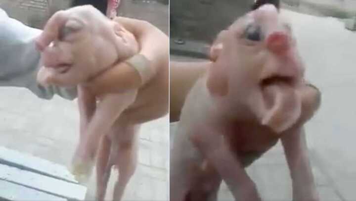 Cận cảnh lợn mặt người có vòi mọc trên trán gây xôn xao