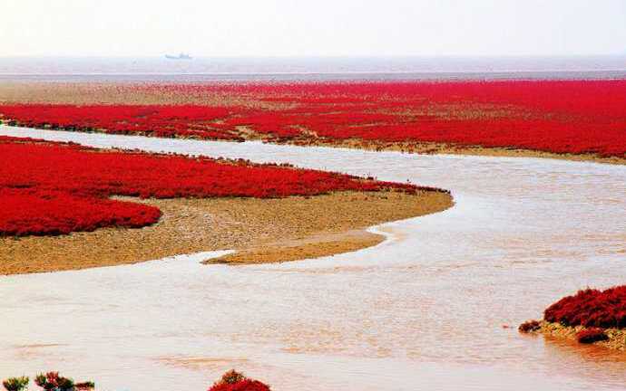 Bàn Cẩm Hồng, bến cảng mỗi năm đỏ như máu một lần