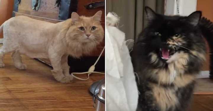 Chú mèo cạo lông bị 'bạn cùng phòng' hắt hủi và cái kết không tưởng