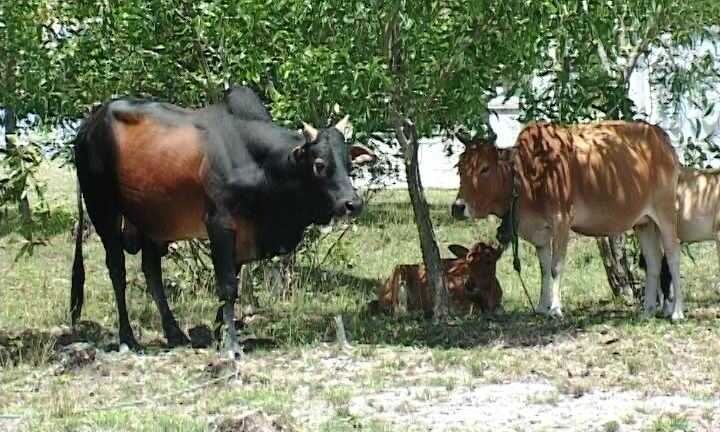 Đưa bò nhà đi ăn cỏ, bị bò hàng xóm húc chết