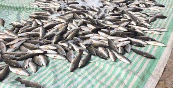 Vụ cá chết bất thường ở biển Thanh Hóa: Báo cáo gửi lên Chính phủ có gì?