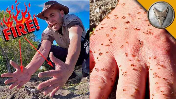 Vùi tay vào ổ kiến lửa suốt 5 phút và cái kết khủng khiếp