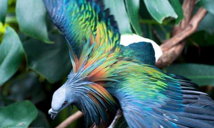 Ngỡ ngàng với vẻ đẹp mê hoặc của loài bồ câu kỳ lạ nhất thế giới