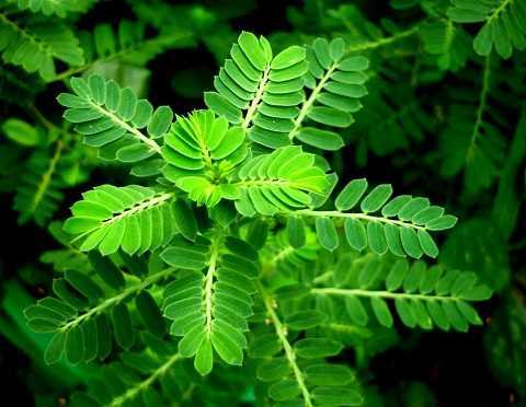 Hiểm họa chết người khi dùng cây chó đẻ chữa bệnh gan