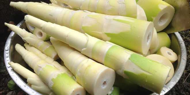 Chất cyanide trong măng tươi có thể gây chết người