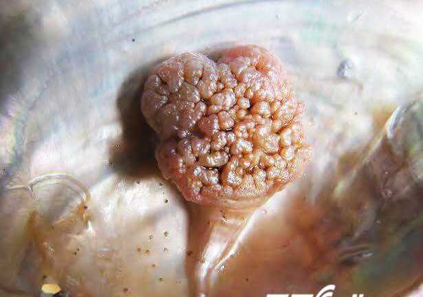 Tìm thấy viên ngọc trai có hình thù kỳ dị ở Quảng Bình