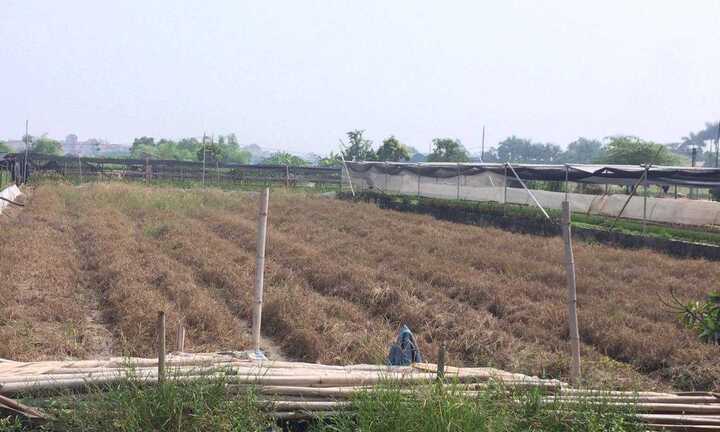 Vì sao bão qua cả tháng, giá hoa màu vẫn tăng cao?