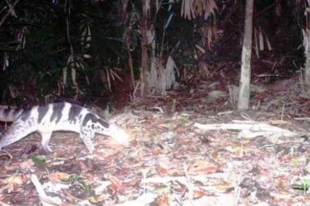 Phát hiện hai giống cầy quý hiếm đang bị đe dọa toàn cầu