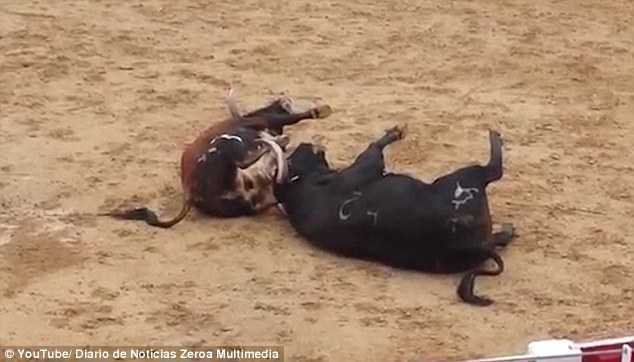 2 bò đực nặng nửa tấn cùng lăn ra chết sau cú húc khốc liệt