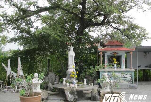 Chuyện cây táo linh thiêng rỗng gốc 100 tuổi trong chùa cổ