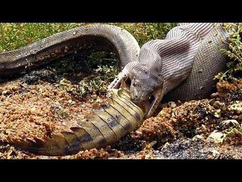 Trăn Anaconda - quái vật khổng lồ, hung bạo nhất hành tinh