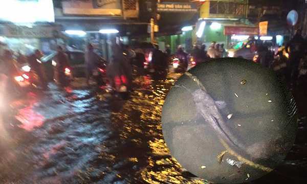 Đàn cá trê bơi vào nhà dân ở TP.HCM trong mưa ngập