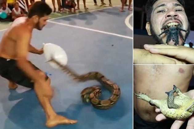 Chàng trai cả gan trêu chọc rắn 'khủng', nhét nhện độc vào miệng
