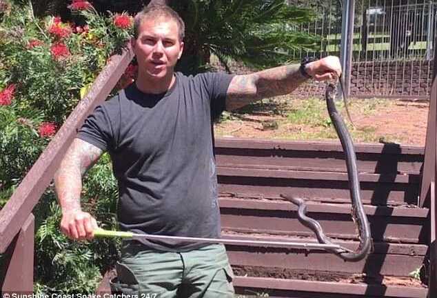 Tá hỏa phát hiện rắn nâu cực độc đang lột xác trong vườn nhà