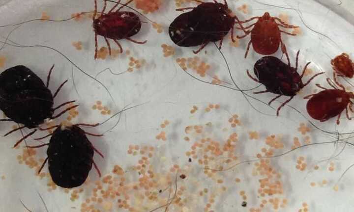 Suýt chết vì bị ve mò cắn