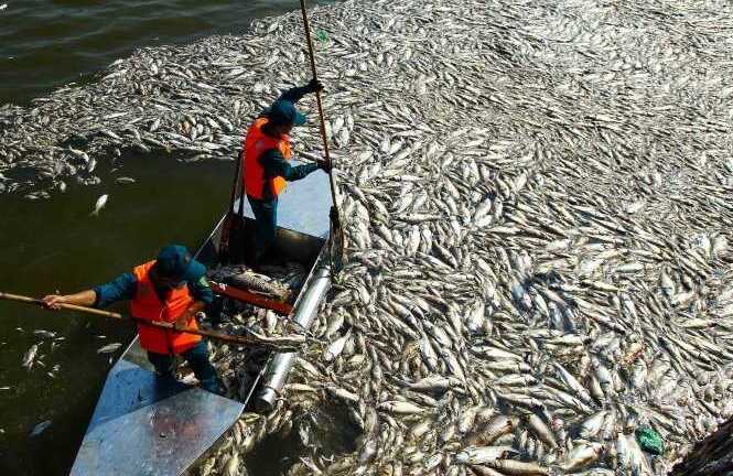 Cá chết hàng loạt ở Hồ Tây: Bộ Công an vào cuộc điều tra