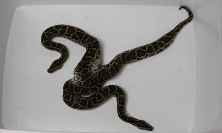Con trăn kỳ lạ nhất thế giới xuất hiện ở Việt Nam