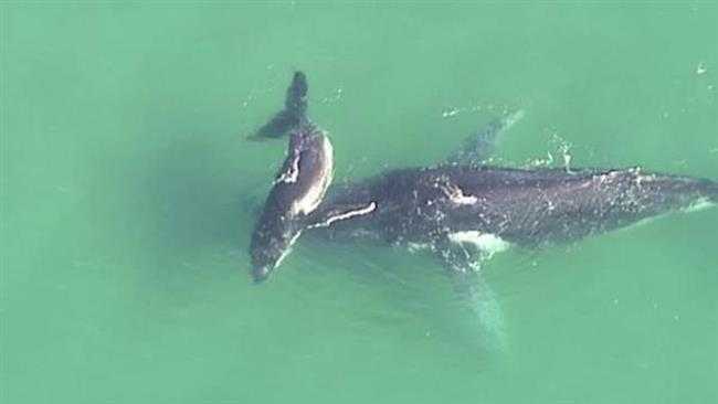 Cảm động clip cá voi con dìu mẹ thoát khỏi vùng mắc cạn