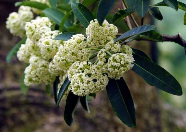 Hoa sữa: Tác dụng tuyệt vời như thuốc quý